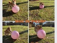 Meet Miss. Pepper: Miss. Pepper, #1