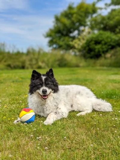 Dogs Playing With Their Favourite Toys
