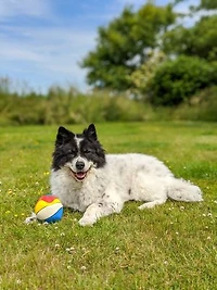 Dogs Playing With Their Favourite Toys