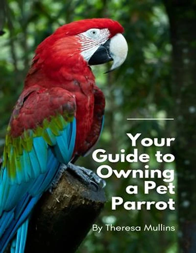Your Guide to Owning a Pet Parrot