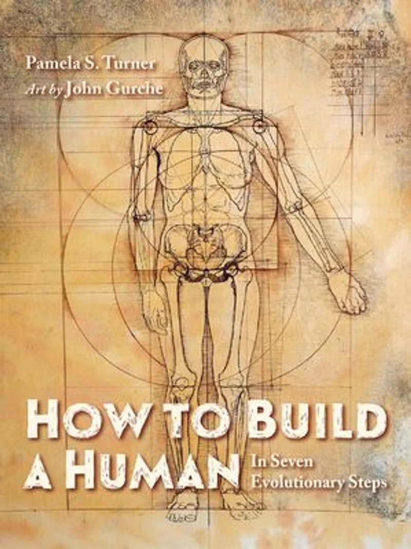 How to Build a Human: Seven Evolutionary Steps
