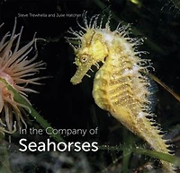 the Company of Seahorses
