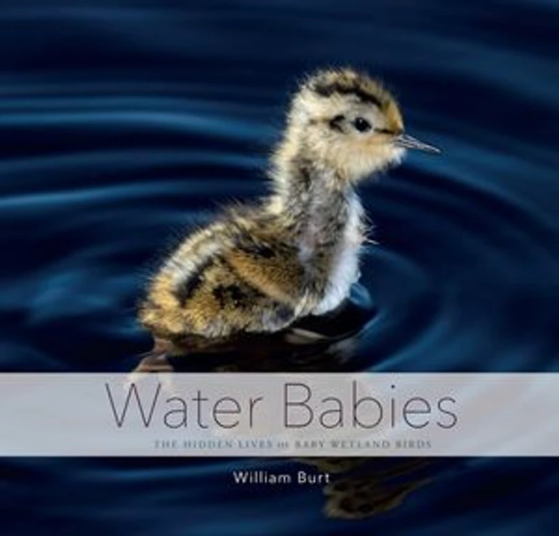 Water Babies