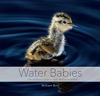 Water Babies