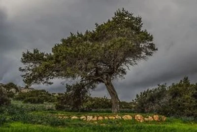 Temps de chien