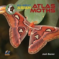 All About Asian Atlas Moths