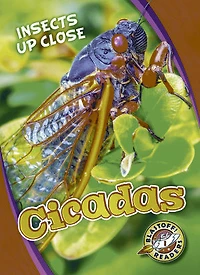 Cicadas