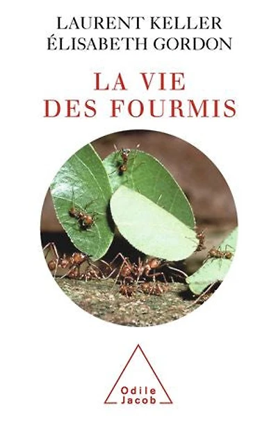 La vie des fourmis