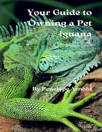 Your Guide to Owning a Pet Iguana
