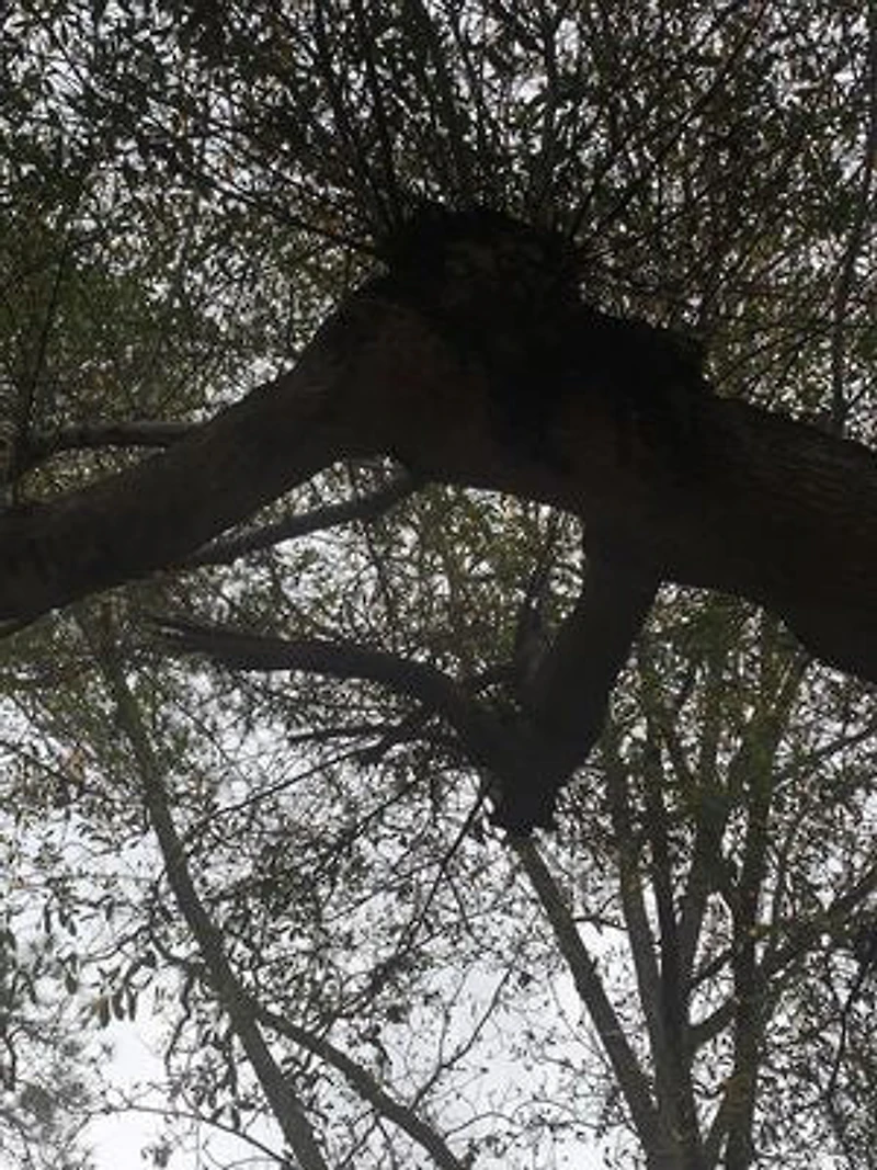 Love, Evol, & Evolve: Papa-aya, Elefante, and Fruits of Your Labor: Second edition of The Ram in the Bush v. The Pale White Horse
