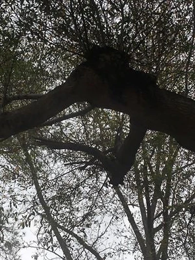 Love, Evol, & Evolve: Papa-aya, Elefante, and Fruits of Your Labor: Second edition of The Ram in the Bush v. The Pale White Horse