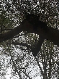 Love, Evol, & Evolve: Papa-aya, Elefante, and Fruits of Your Labor: Second edition of The Ram in the Bush v. The Pale White Horse
