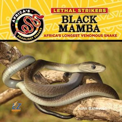 Black Mamba: Africa's Longest Venomous Snake