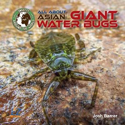 All About Asian Giant Water Bugs