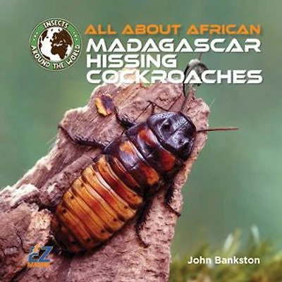 All About African Madagascar Hissing Cockroaches