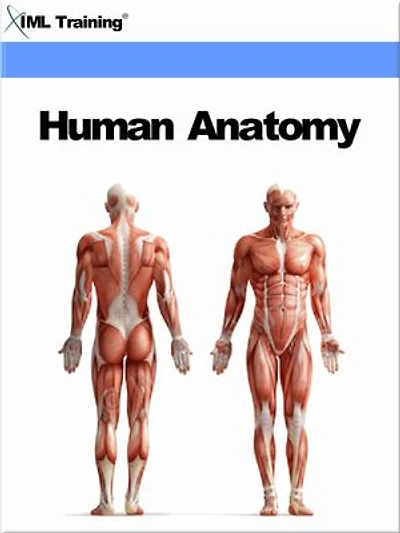 Human Anatomy (Human Body): Includes Anatomy, Physiology, Human Body, Tissues, Integumentary, Fascial, Skeletal, Muscular, Digestive, Respiratory Breathing, Urogenital, Cardiovascular, Lymphatic, Endocrine, and Nervous Systems