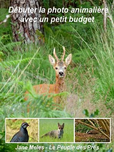 Débuter la photo animalière avec un petit budget