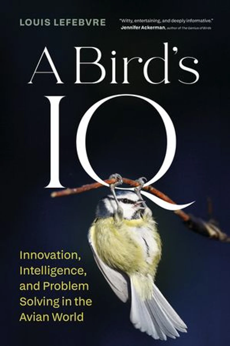 A Bird's IQ: Innovation, Intelligence, and Problem Solving the Avian World