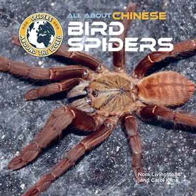 All About Chinese Bird Spiders