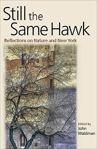 Still the Same Hawk: Reflections on Nature and New York