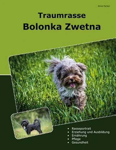 Traumrasse Bolonka Zwetna