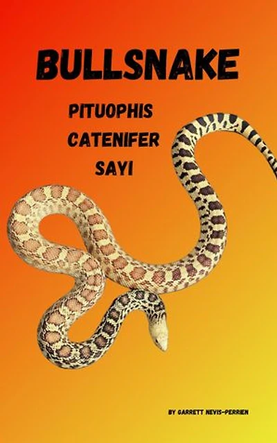 Bullsnake Pituophis Catenifer Sayi