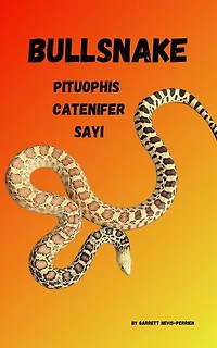 Bullsnake Pituophis Catenifer Sayi