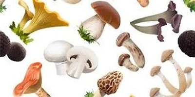 I FUNGHI MANGERECCI E VELENOSI DELL'EUROPA MEDIA: CON SPECIALE RIGUARDO A QUELLI CHE CRESCONO NEL TRENTINO