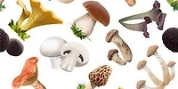 I FUNGHI MANGERECCI E VELENOSI DELL'EUROPA MEDIA: CON SPECIALE RIGUARDO A QUELLI CHE CRESCONO NEL TRENTINO