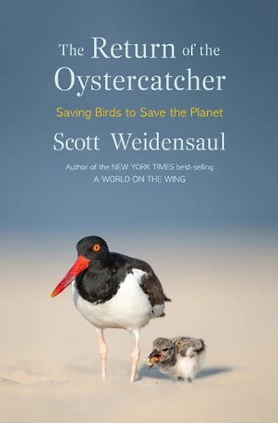 the Return of Oystercatcher: Saving Birds to Save Planet