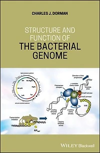 Structure and Function of the Bacterial Genome
