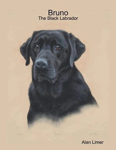 Bruno - The Black Labrador