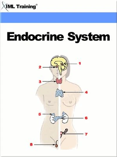 Endocrine System (Human Body): Includes Anatomy, Physiology, Diseases, Disorders, and Diabetes Mellitus