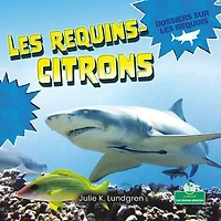 Les requins-citrons (Lemon Sharks)