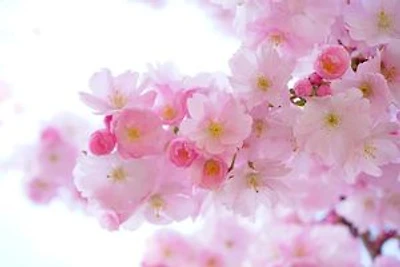 A collection of poems from the heart