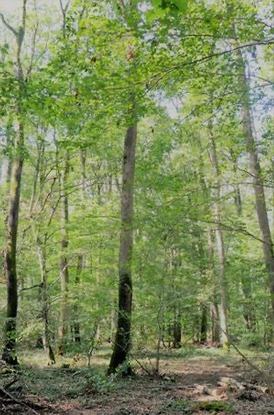 L'été en fuite