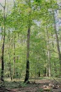 L'été en fuite