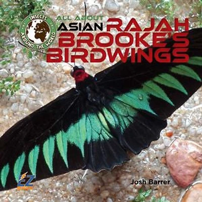 All About Asian Rajah Brooke’s Birdwings