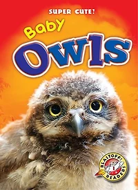 Baby Owls
