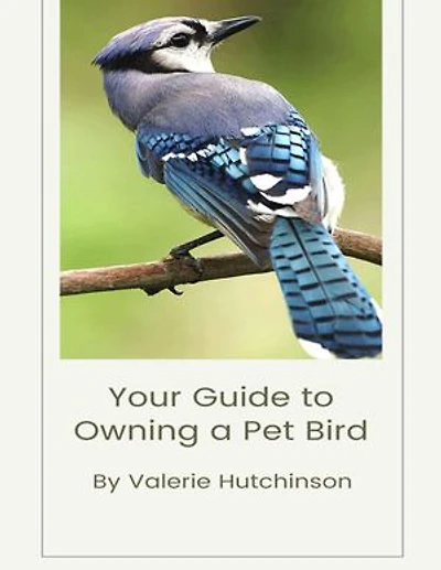 Your Guide to Owning a Pet Bird