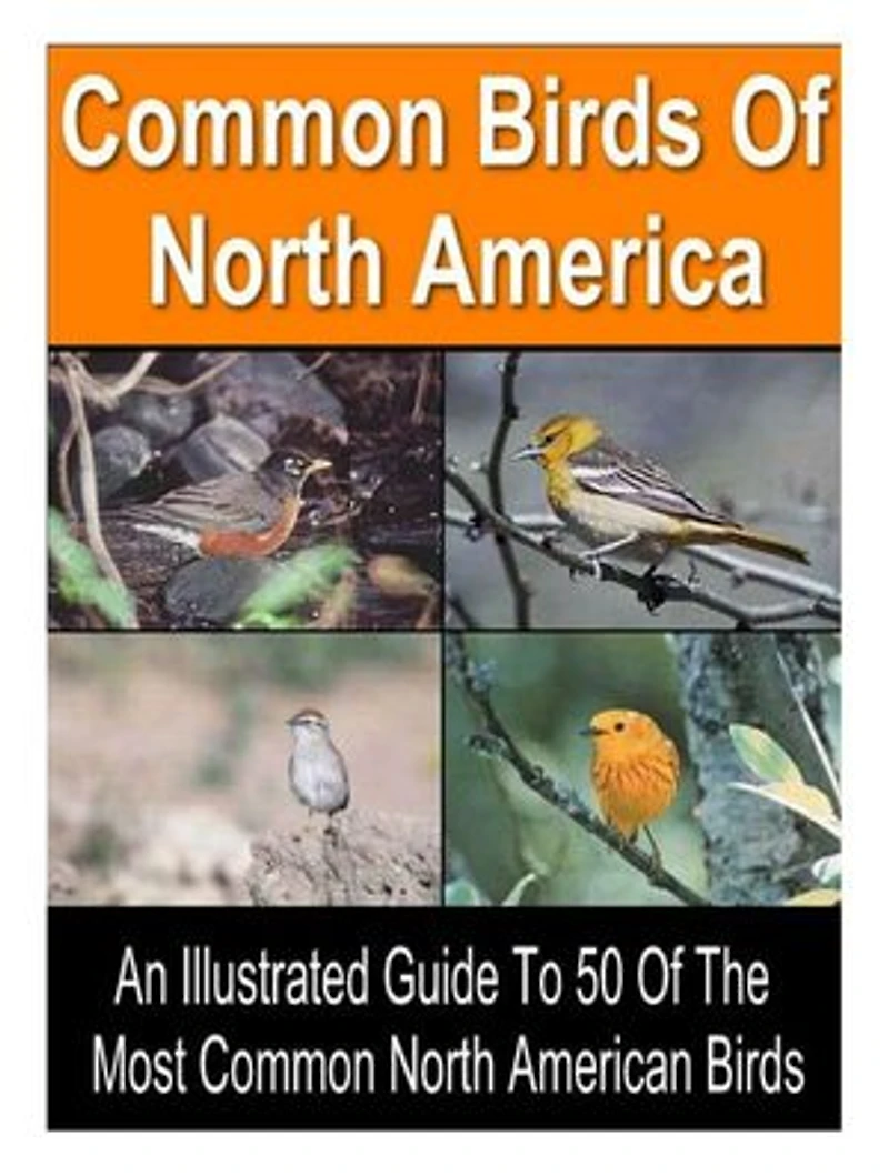 50 Common Birds of North America