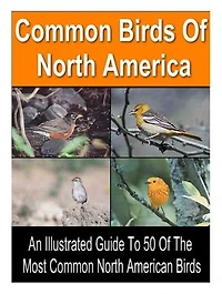 50 Common Birds of North America