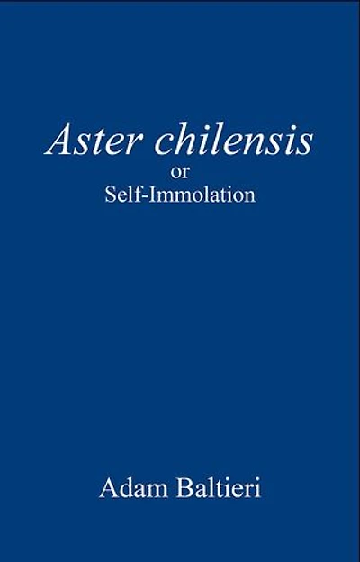 Aster chilensis: or Self-Immolation