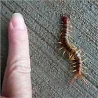 A Crash Course on How to Get Rid of Centipedes