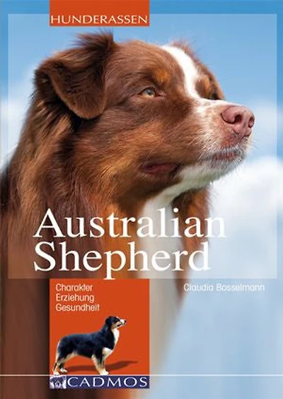 Australian Shepherd: loyal, begeisterungsfähig, intelligent