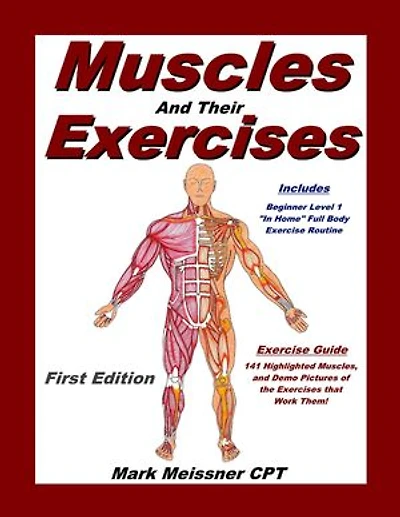 Muscles and Their Exercises
