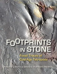 Footprints Stone: Fossil Traces of Coal-Age Tetrapods