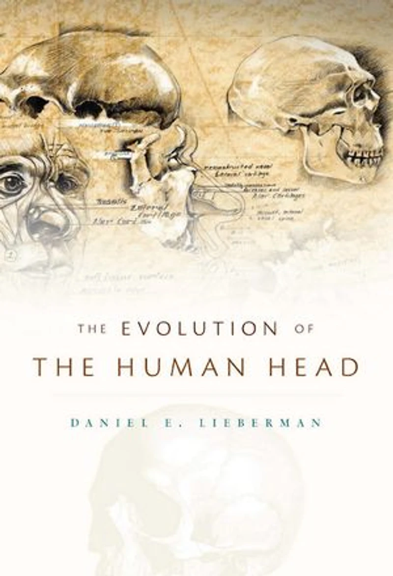 Evolution of the Human Head