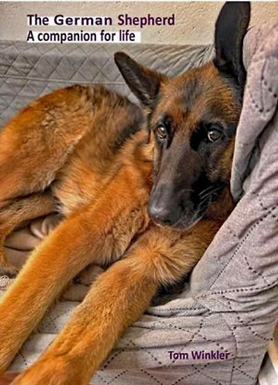 The German Shepherd – a companion for life
