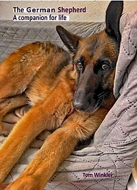 The German Shepherd – a companion for life